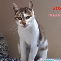 Grisette bis, chatte à adopter
