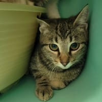 Séverine, chatte à adopter