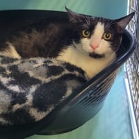 Manouta, chatte à adopter