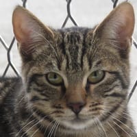 ASTERIX, chat à adopter