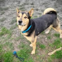 ORKO, chien à adopter