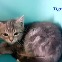Tigresse, chatte à adopter