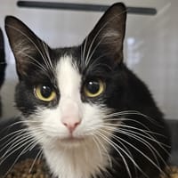 Aurora, chatte à adopter