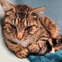 POUFSOUFFLE, chat à adopter