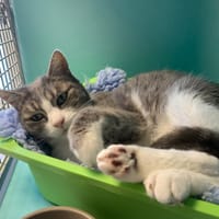 Mimine, chatte à adopter