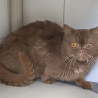 Rougaille, chatte à adopter