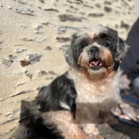 César, chien à adopter