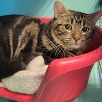 Simba, chat à adopter