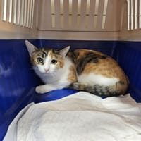 AMBRE, chatte à adopter
