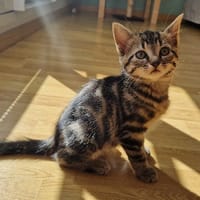 Ali, chat à adopter