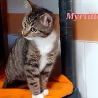 Myrtille, chatte à adopter