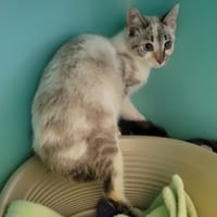 Amaëlle, chatte à adopter