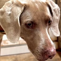 ODESSA, chienne à adopter