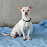 NEZ ROSE QCN, chien à adopter