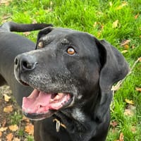 TOON'S, chien à adopter