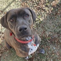 STELLA, chienne à adopter