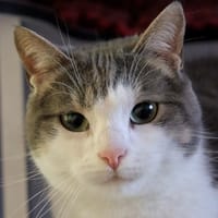 CALINE, chatte à adopter