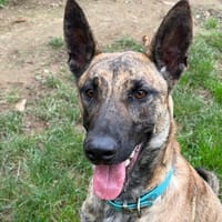 BOLT, chien à adopter