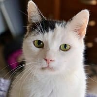 Marley, chat à adopter