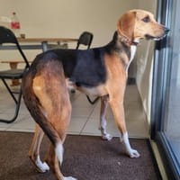 RAMSES, chien à adopter