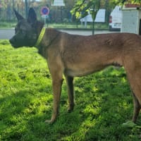 VENOM, chien à adopter