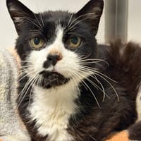 LOULOU, chat à adopter