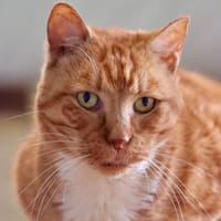 RIO, chatte à adopter