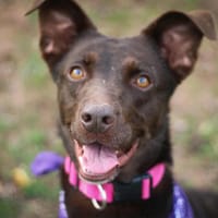 Douchka, chienne à adopter