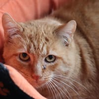 Koyo, chat à adopter