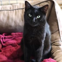 Cola, chat à adopter