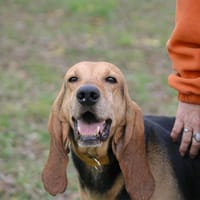 Bruno, chien à adopter