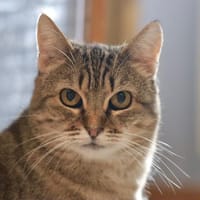 TIC-TIC, chatte à adopter