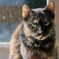 Olive, chatte à adopter