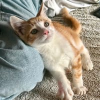 HUGGY, chat à adopter