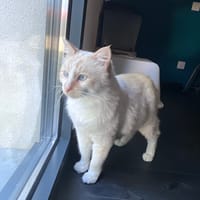 prince, chat à adopter