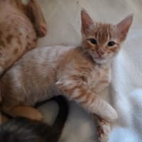 Simba, chat à adopter