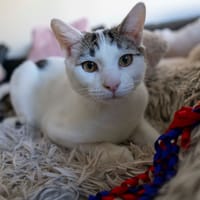 Porto et Pastis, chat à adopter