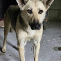 Dove, chienne à adopter