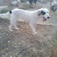 MOLLY, chienne à adopter