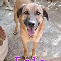 LOLA in attesa di adozione, cane femmina da adottare