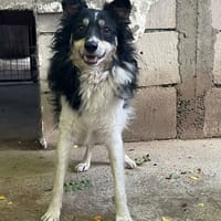 Gnochi, chien à adopter