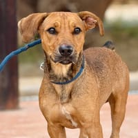 JAVIER (Maria), chien à adopter