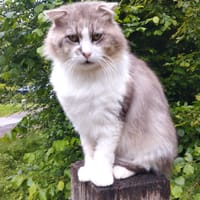 Basile, chat à adopter