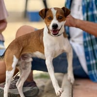 POSTIE (Maria), chien à adopter