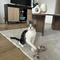 Frisette, chatte à adopter