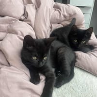 Sumi & Yoru, chatte à adopter