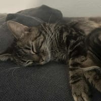 Câline, chatte à adopter