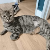 Sarabi, chatte à adopter