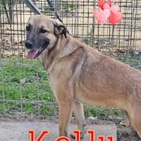 KELLY aspetta te, cane femmina da adottare