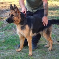 ANOUKA, chienne à adopter